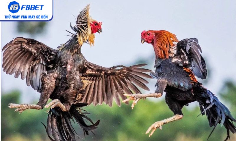 Điểm nhấn cuốn hút khi xem đá gà cựa sắt trực tuyến